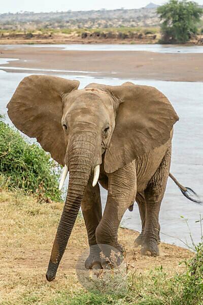 Bildagentur mauritius images African Elephant Loxodonta